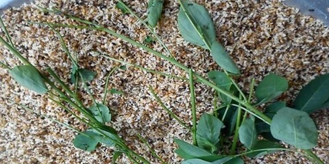 Trứng[-]kiến[-]gai[-]đen:[-]thần[-]dược[-]phòng[-]the[-]cho[-]phái[-]mạnh?